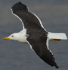 1cy fuscus in August, ringed in Finland. (81365 bytes)